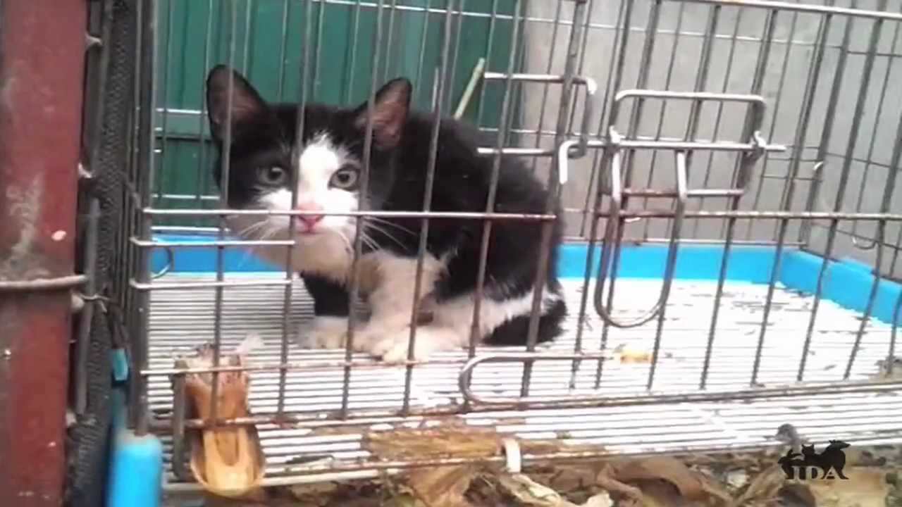 Inside the South Korean Dog and Cat Meat Trade