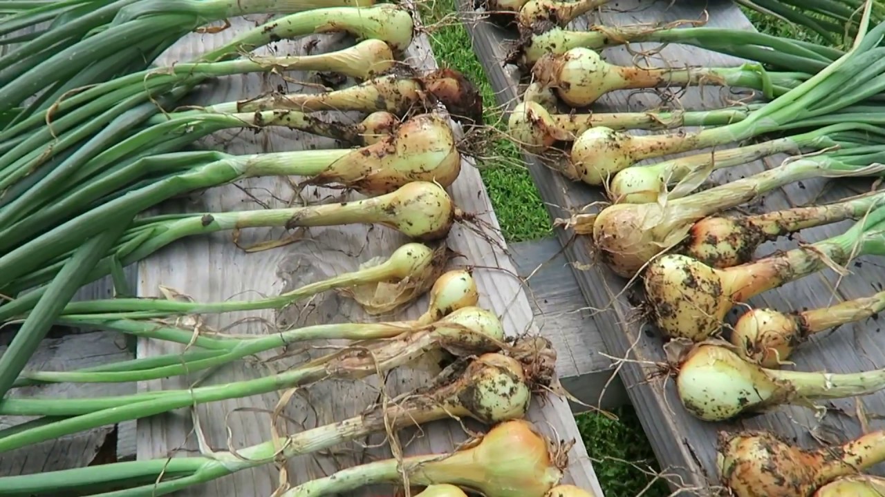 Harvesting Potato Onions From Minibeds