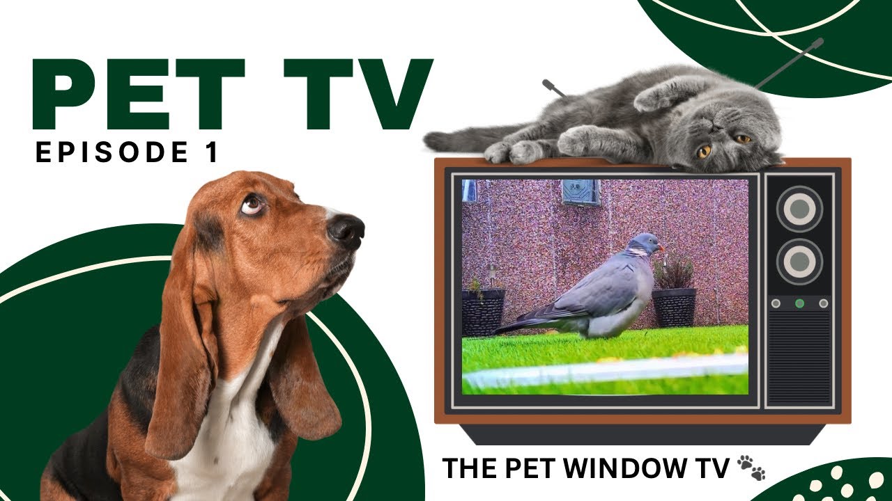 TV for Pets | Episode 1 | Lucky pigeon gets lunch to himself | Relaxing bird and nature sounds |
