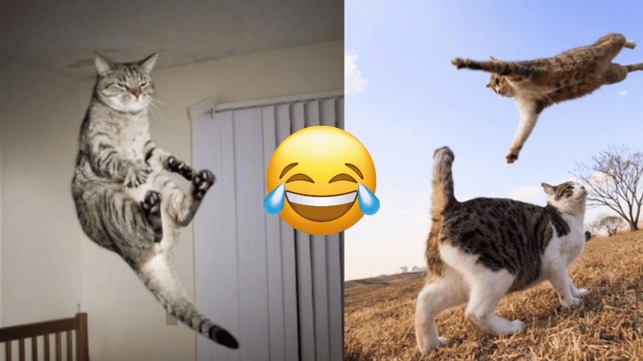 Funniest Cats and Dogs Clips 2025 😹🐶 | Try Not To Laugh Challenge 😂 #funnycats #funnydogs