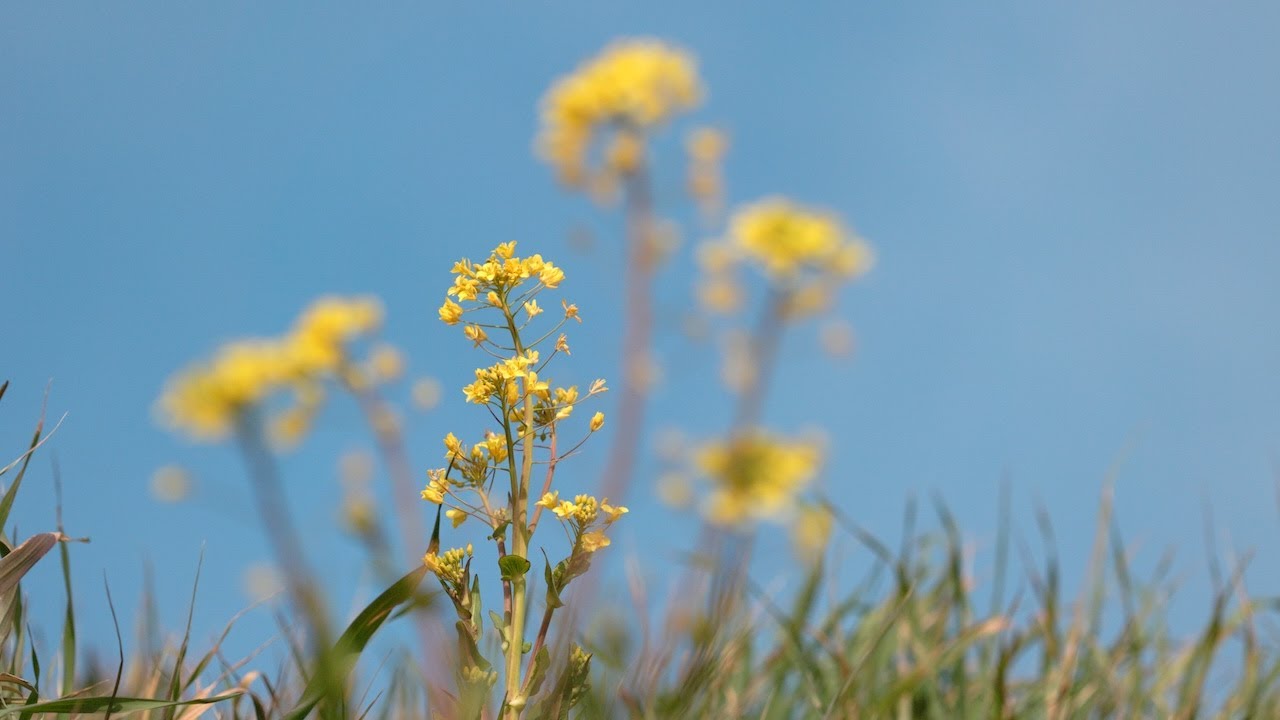 咲き始めた菜の花