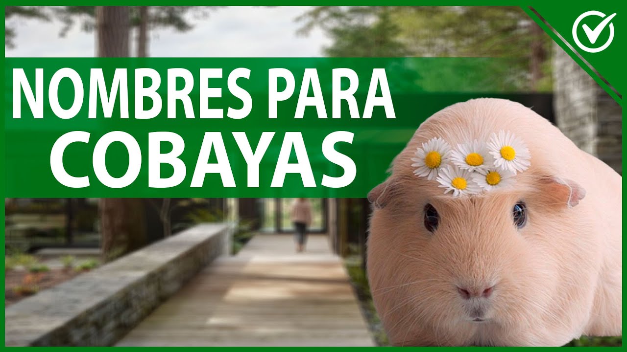 🐹 Los Mejores Nombres para Cuyos o Cobayas - Los M&aacute;s Divertidos y Originales 🐹❓