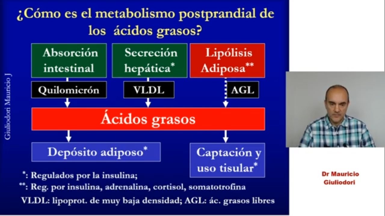 Fisiología metabólica en 20 minutos: nutrientes, insulina y glucagón, después de comer y en ayuno