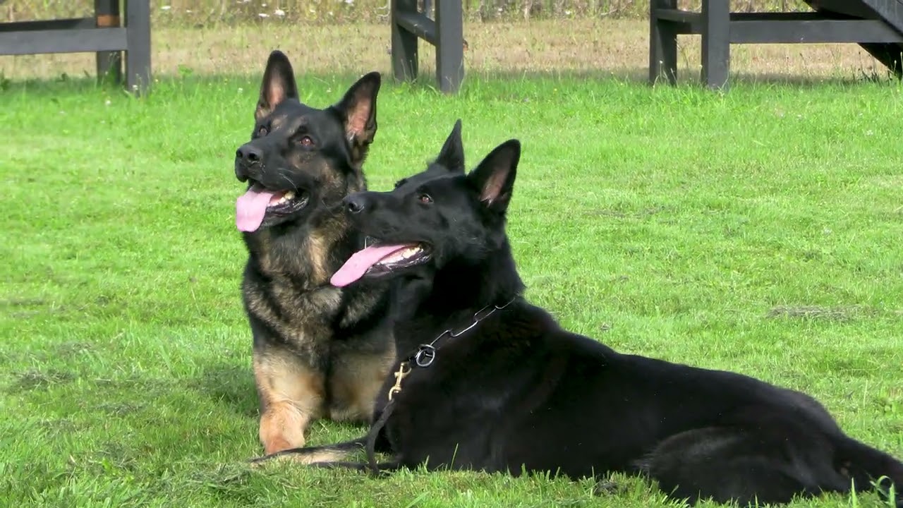 Two Dogs, Unshakable Focus! - Kraftwork K9 Pro German Shepherds