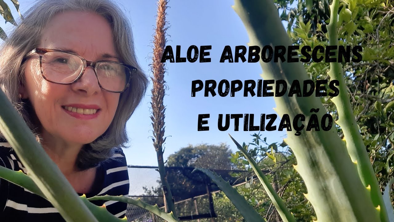 ALOE ARBORESCENS (BABOSA)  PROPRIEDADES E UTILIZAÇÃO