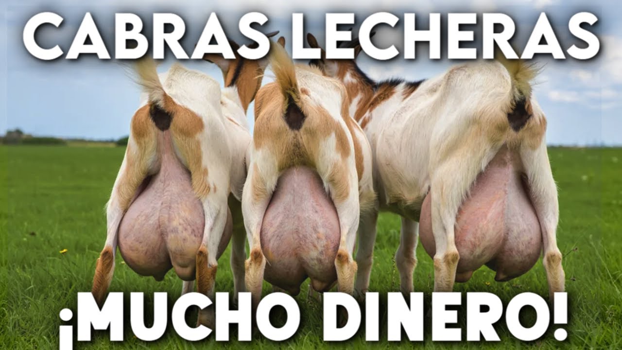 &iexcl;CABRAS LECHERAS!&iexcl; SUPER RENTABLE, 