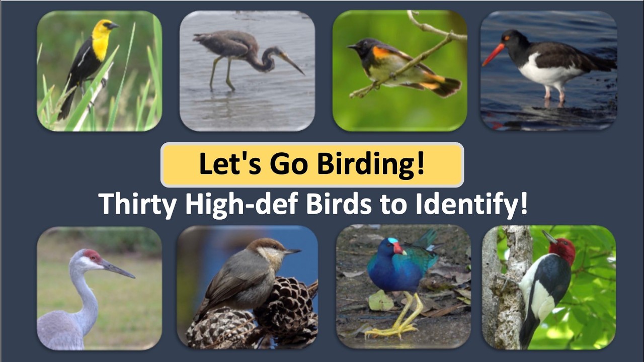 Challenge: ID 30 North American Birds. Great footage!