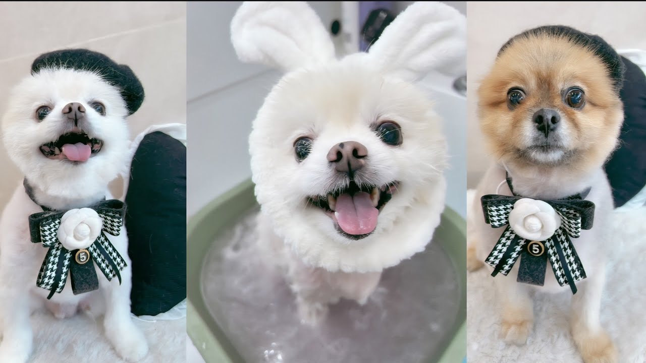 마루 스파할 땐 밝게 웃었는데 왜? 그런지 포비는 넘 슬퍼보인다. 