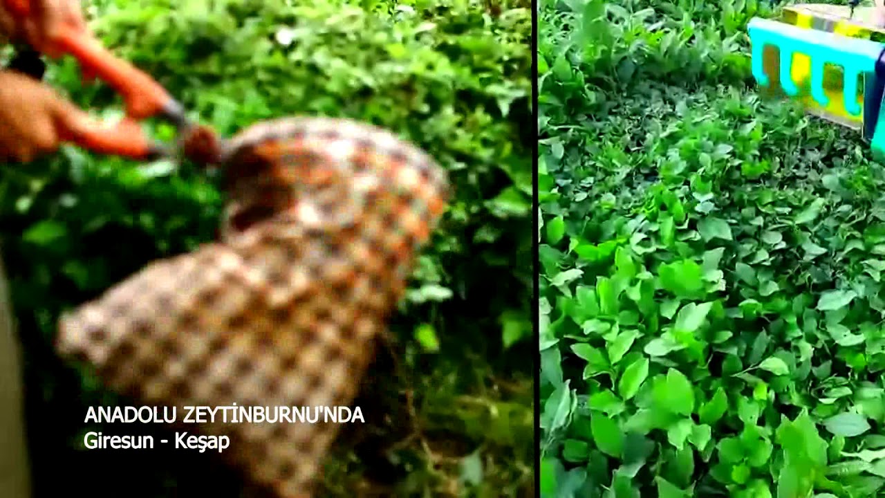 Giresun Keşap Belgeseli (