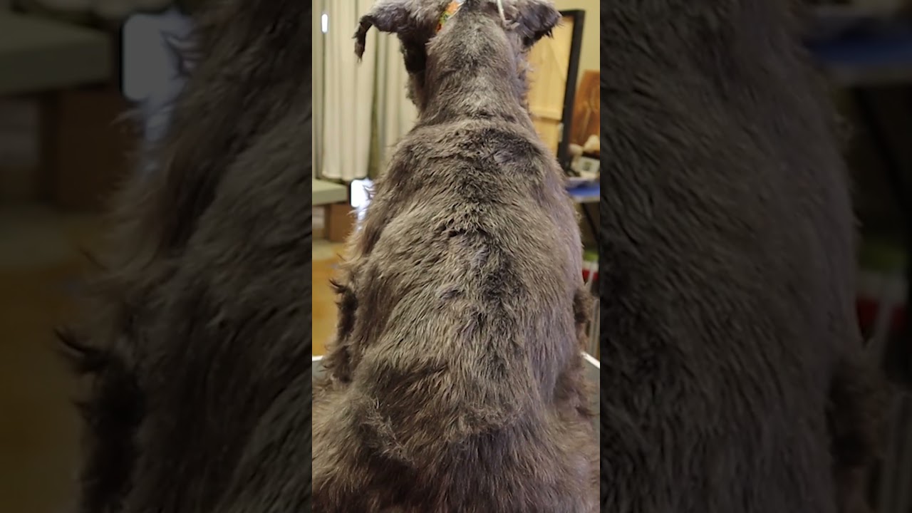 See the Difference between 10, 7, 5, 4 pet grooming blades
