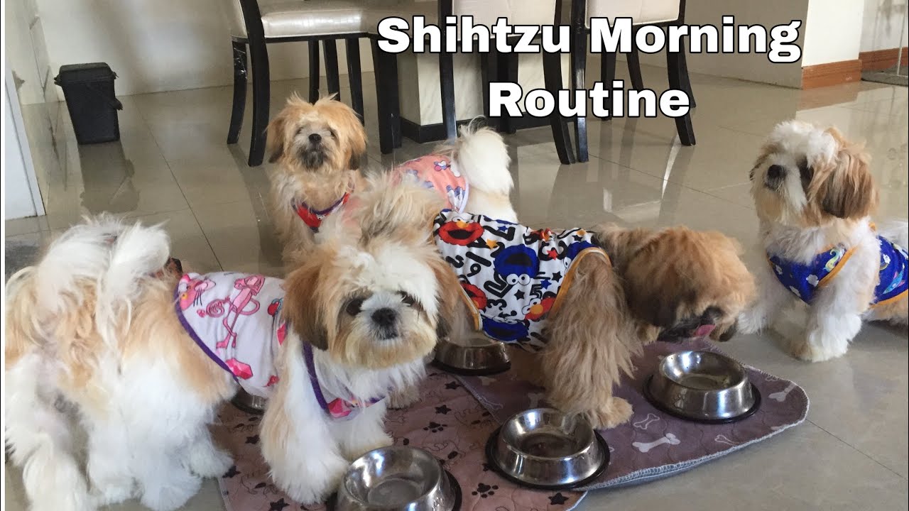 Everyday Morning Routine with six shihtzu dogs | Lulu the Shihtzu TV | Dog Vlog