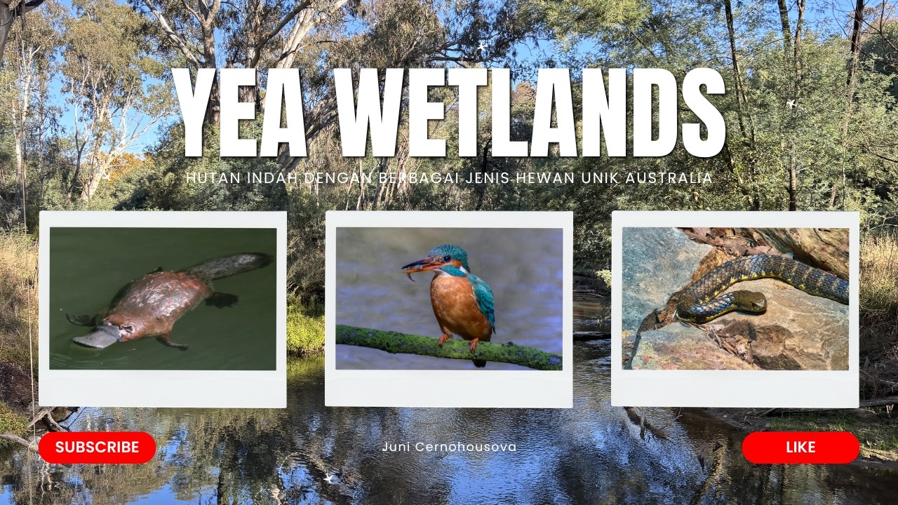 WOW DI HUTAN INI BISA MENEMUKAN HEWAN UNIK AUSTRALIA PLATYPUS, ULAR, KING FISHER, DLL, YEA WETLANDS