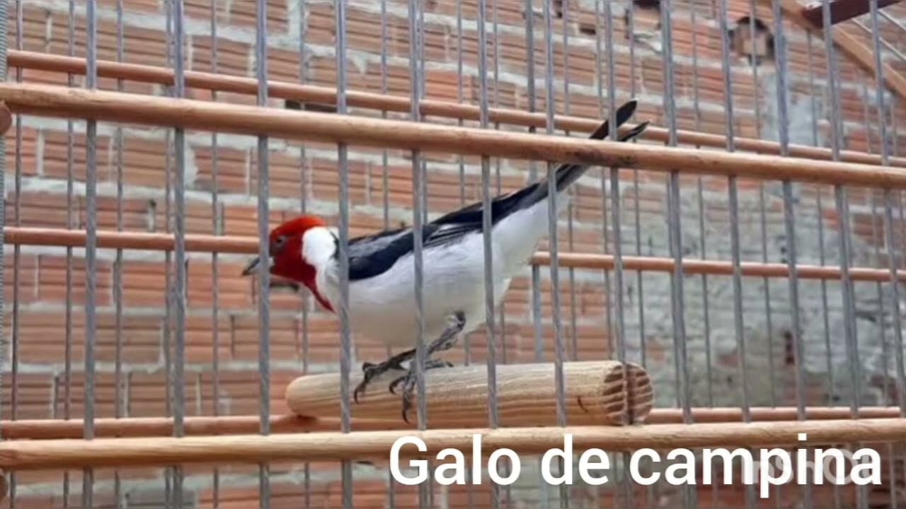 Galo de Campina Bom evite que ele fique ruim faca isso urgente