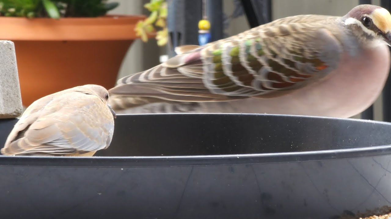 Baby Laughing Dove can only squeak, but still shows the Bronzewing Pigeon who's boss.
