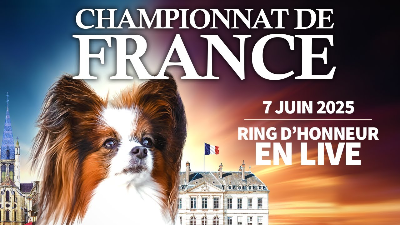 Championnat de France du chien de race 2025 - Ring d'honneur du samedi