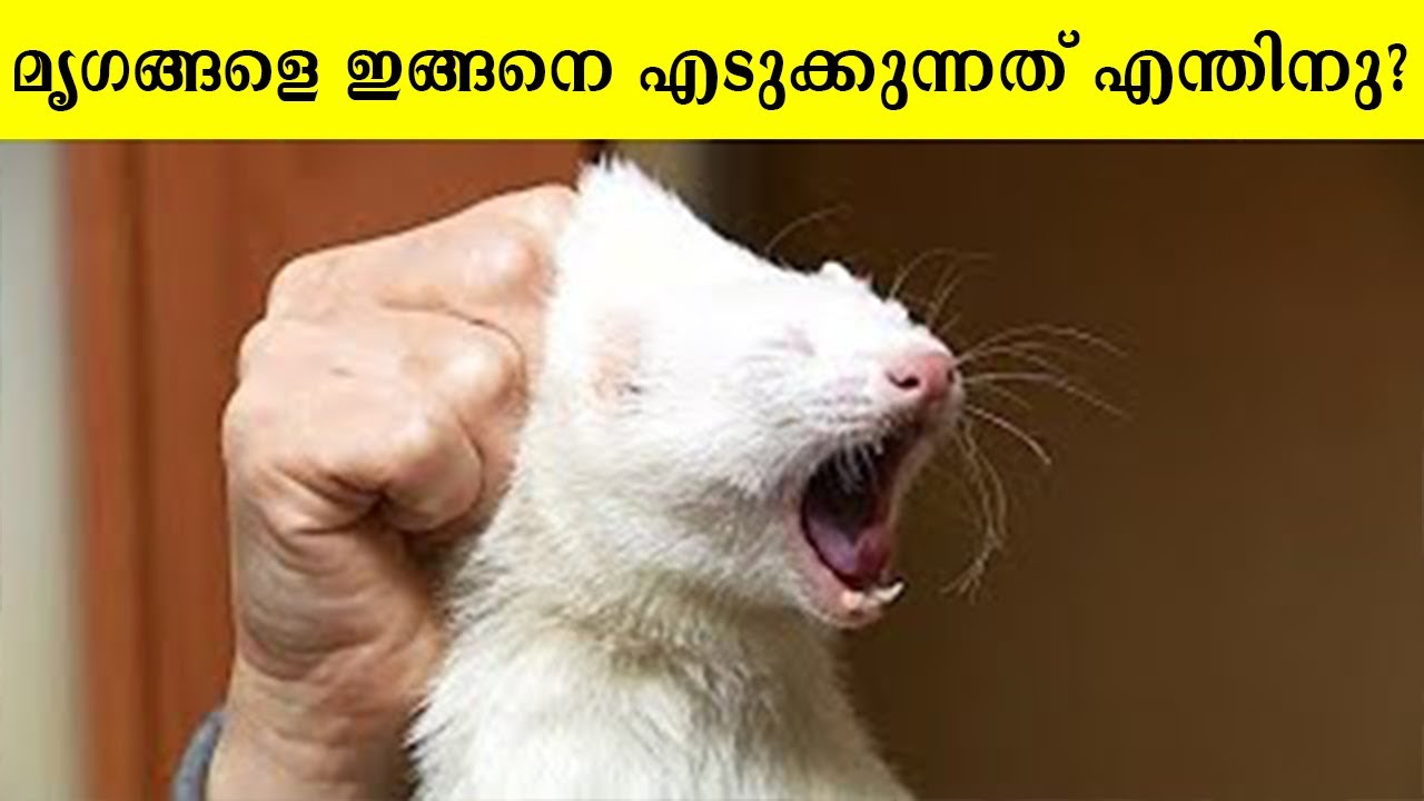 പക്ഷികളെയും മൃഗങ്ങളെയും കുറിച്ച് നിങ്ങൾക്കറിയാത്ത ചില രസകരമായ കാര്യങ്ങൾ