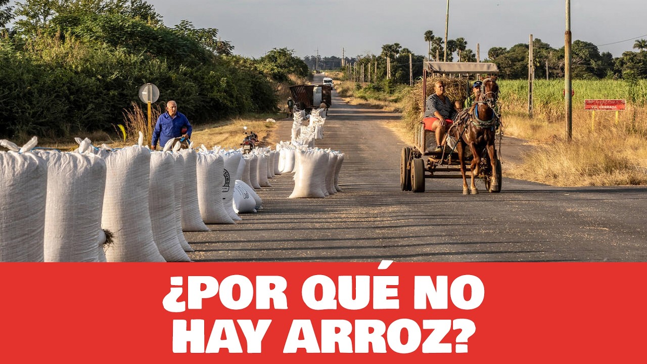 ¡Escasez de ARROZ en CUBA! La situación que no puedes ignorar 📉