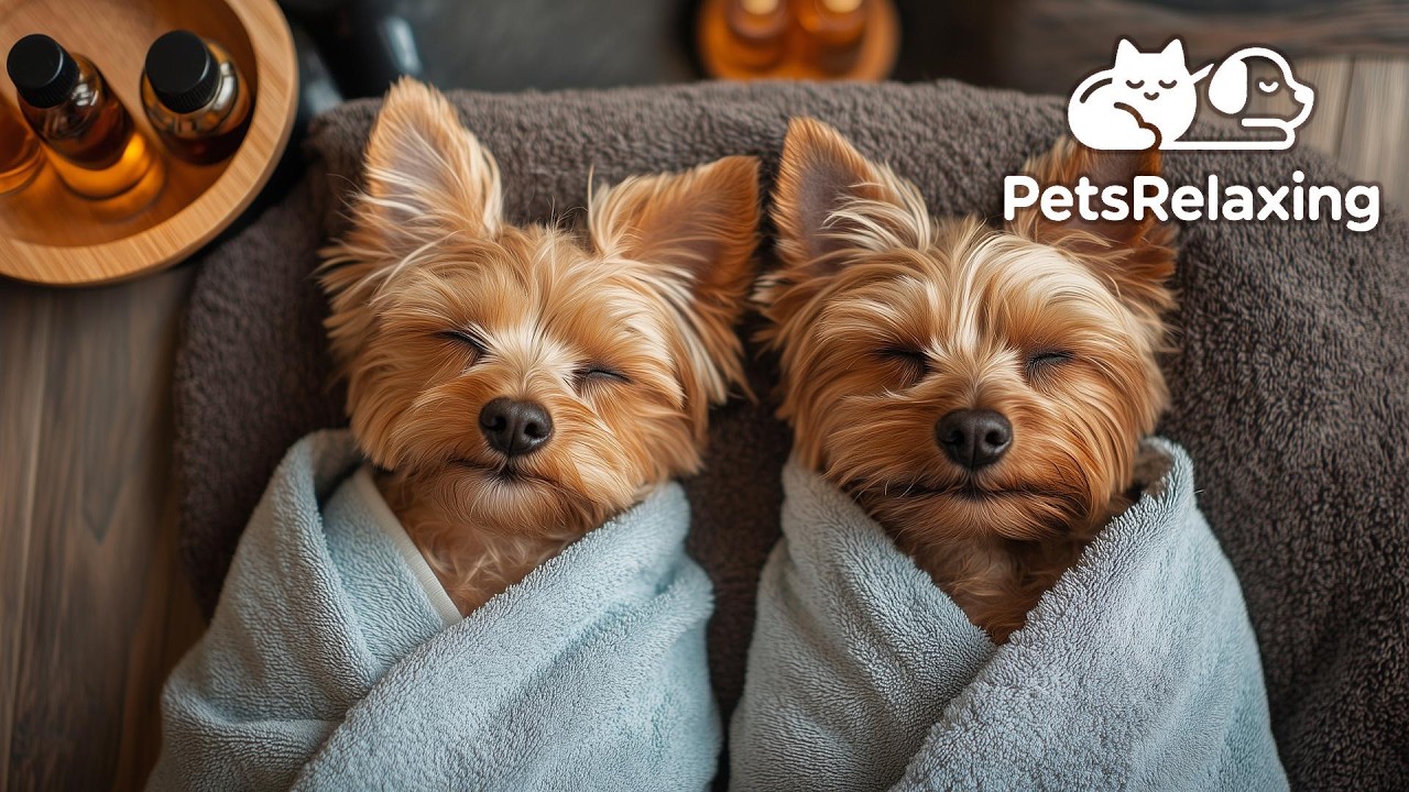 Calming Dog Music 🐶 Instrumental Music to Relax & Soothe Dogs