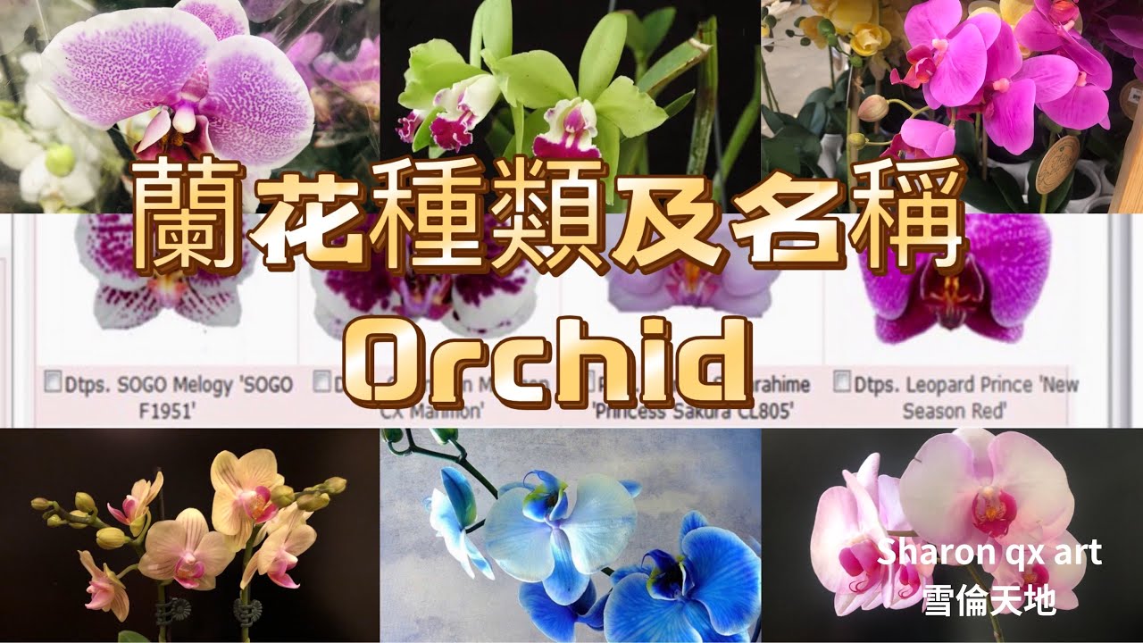 園藝篇-The name of Orchid 蘭花名稱種類; 好多花花上市了，Trader Joe’s 最平價