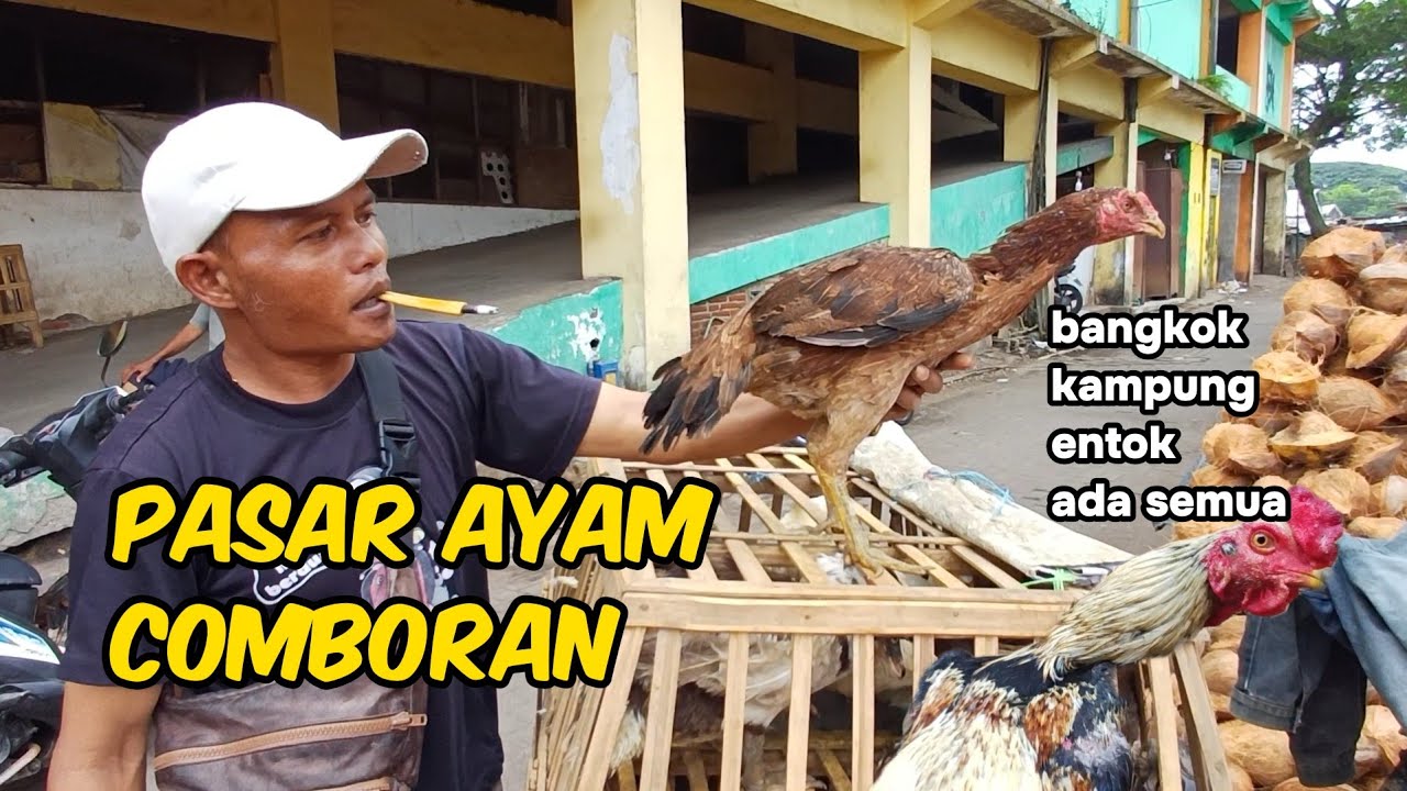 MELIHAT AYAM BANGKOK DAN AYAM KAMPUNG DI PASAR COMBORAN MALANG