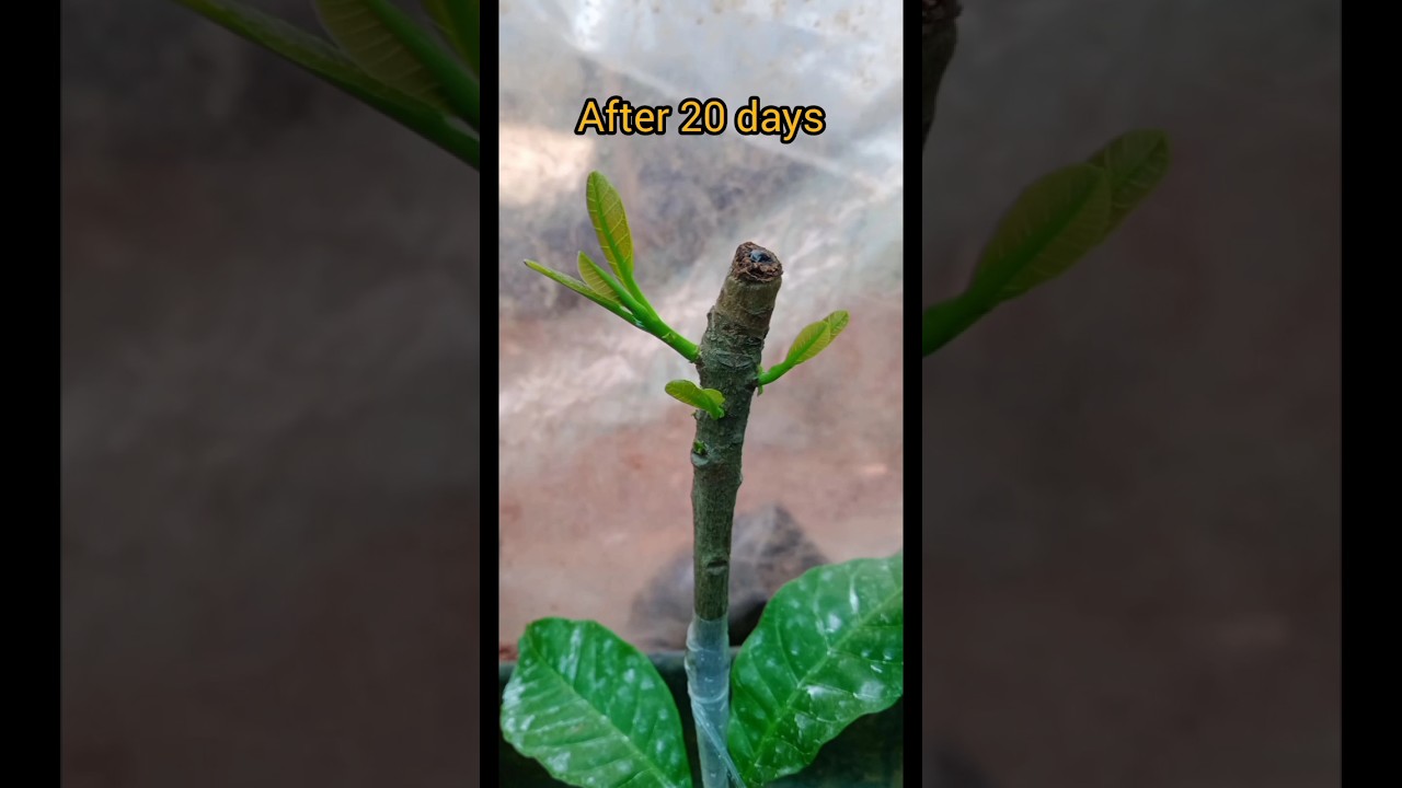 How to graft cashew | Successful grafting in a cashew plant #shorts #grafting #cashew