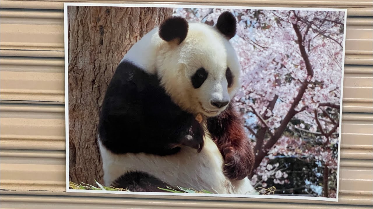 花の季節に旅立ったタンタンさん