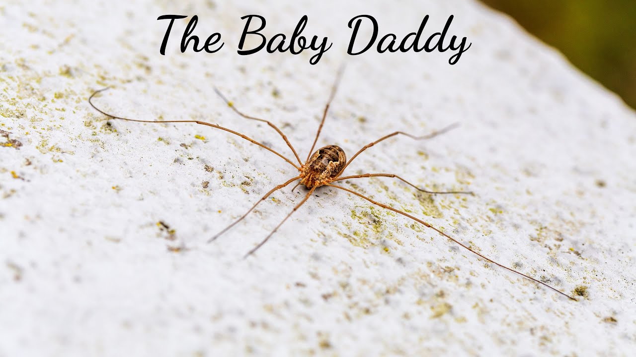 Dirty work wednesday:  The Baby Daddy |  Crystal, Todd and Renee