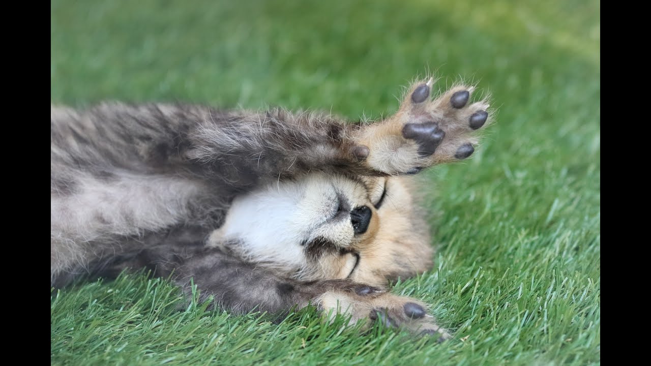 パンダはパンダでもレッサーパンダmini番外編♪【姫路セントラルパーク】チーターの赤ちゃんデビューの巻~Part2~