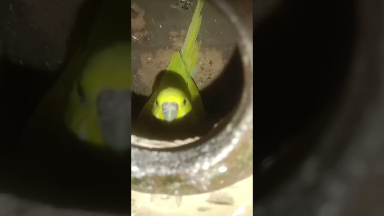 Budgies Breeding progress# 😍🤩