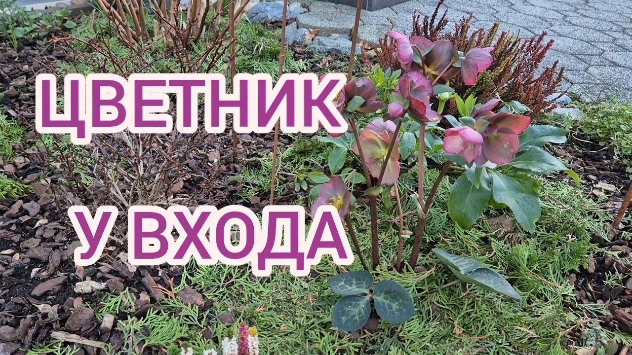 ВХОДНАЯ ЗОНА САДА 🌸ЧЕМ Я УДОБРЯЮ ГОРТЕНЗИИ И ДРУГИЕ РАСТЕНИЯ 🌿Часть 2
