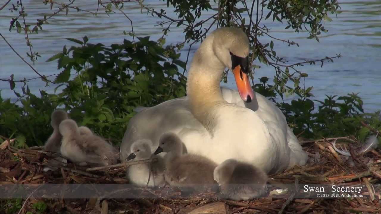 Baby Schwan, Swan  ✶ 白鳥の子 ✶  天鹅   ✷  SCHWEIZ