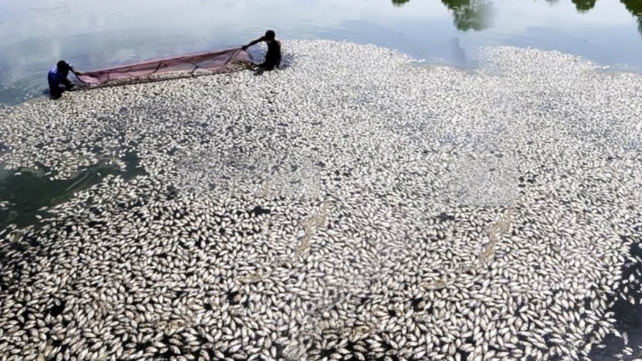 unbelievable fishing moments Caught On Camera