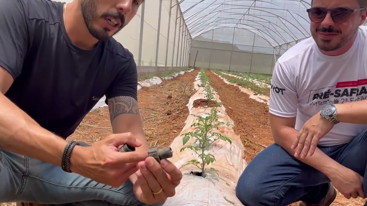 Irrigação no tomate em estufa 🍅