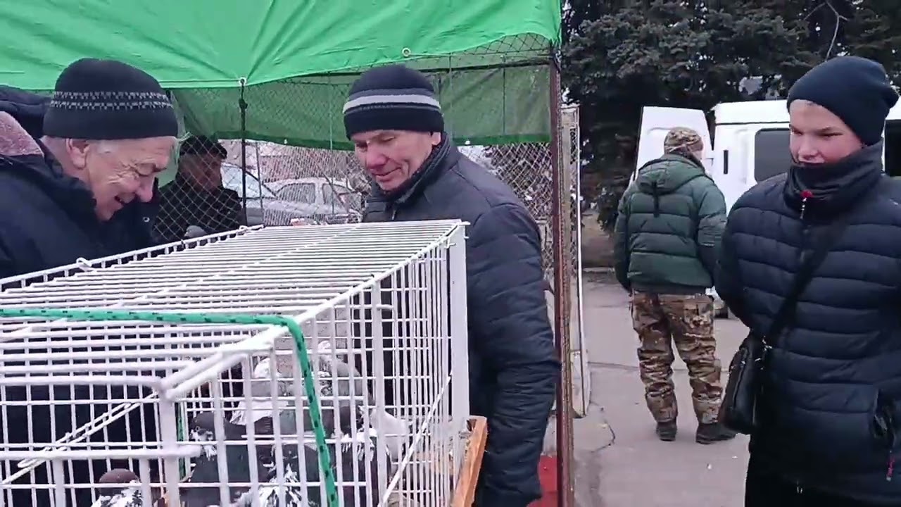 Ярмарка голубей,г.Шахтерск,10.01.26г.