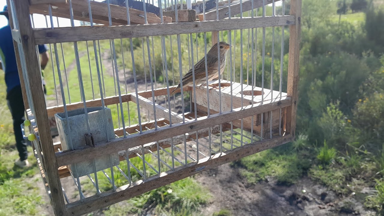 salida de casa de jilguero.probando el llamador