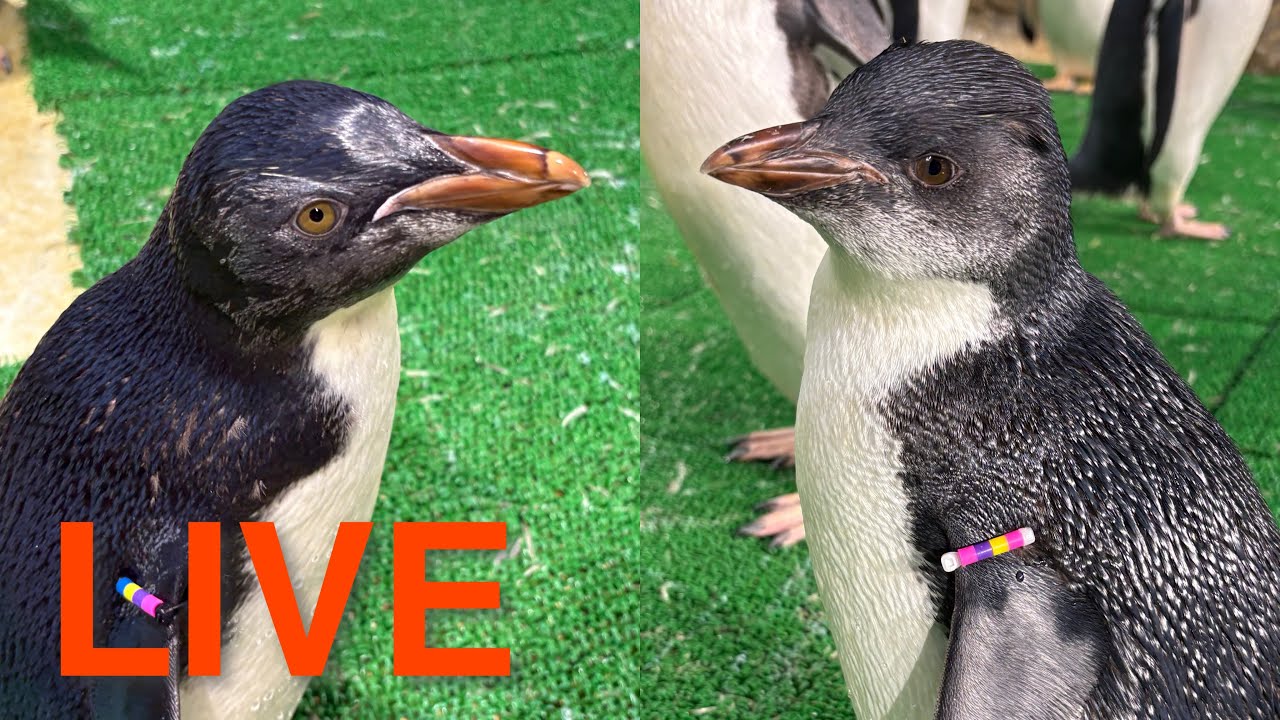 【LIVE】キタイワトビペンギンの子どもの名前は…？