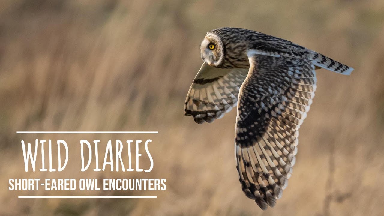 Short eared owls putting on a show  | Wildlife Photography While Recovery | OM System OM-1