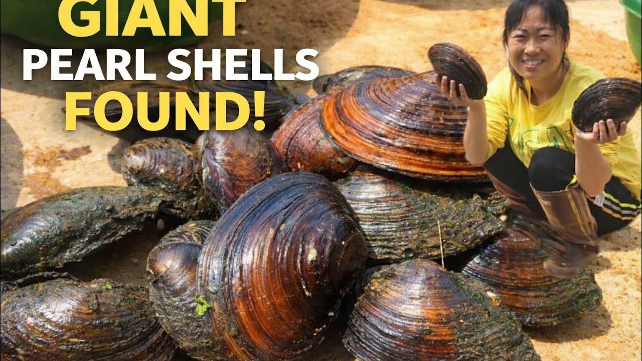 OMG! 😱 It's amazing giant pearls found in shells