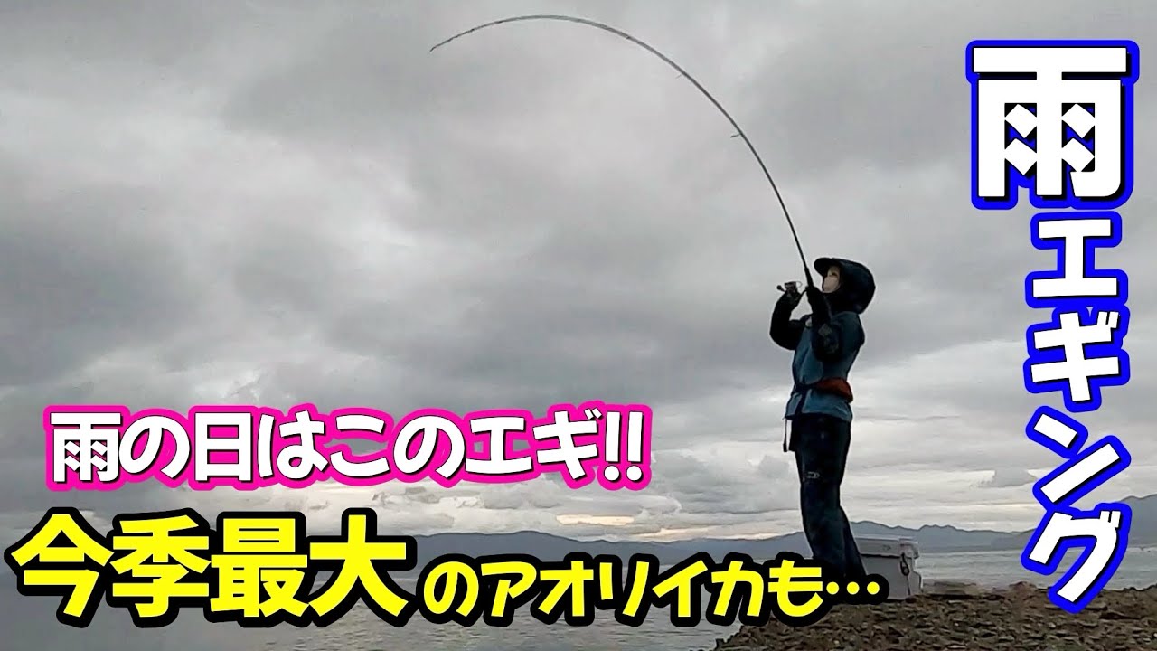 【エギング】雨＆濁りはこのエギ✨ 今季最大サイズのアオリイカを釣り上げる♪