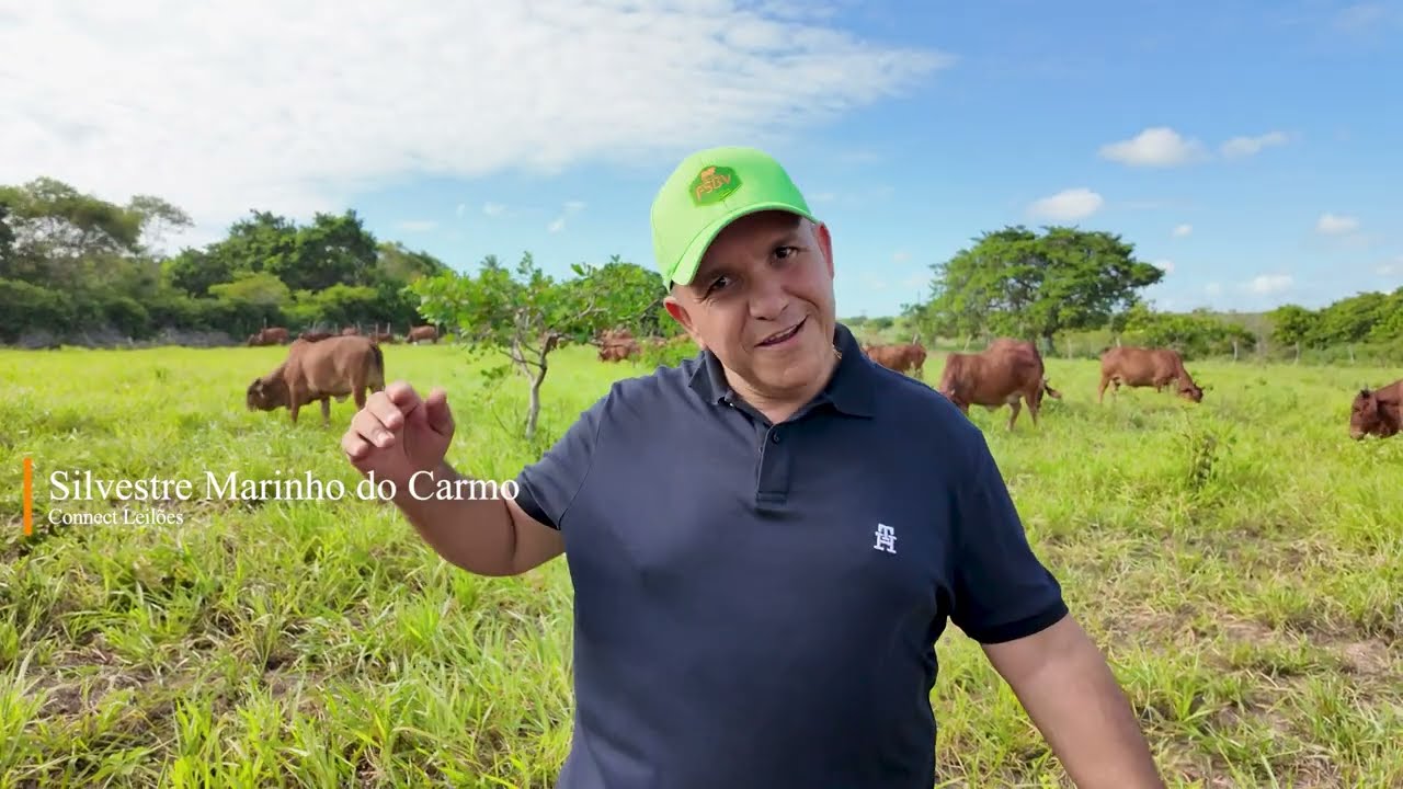 Connect Leilões- Sindi Brasil Verde