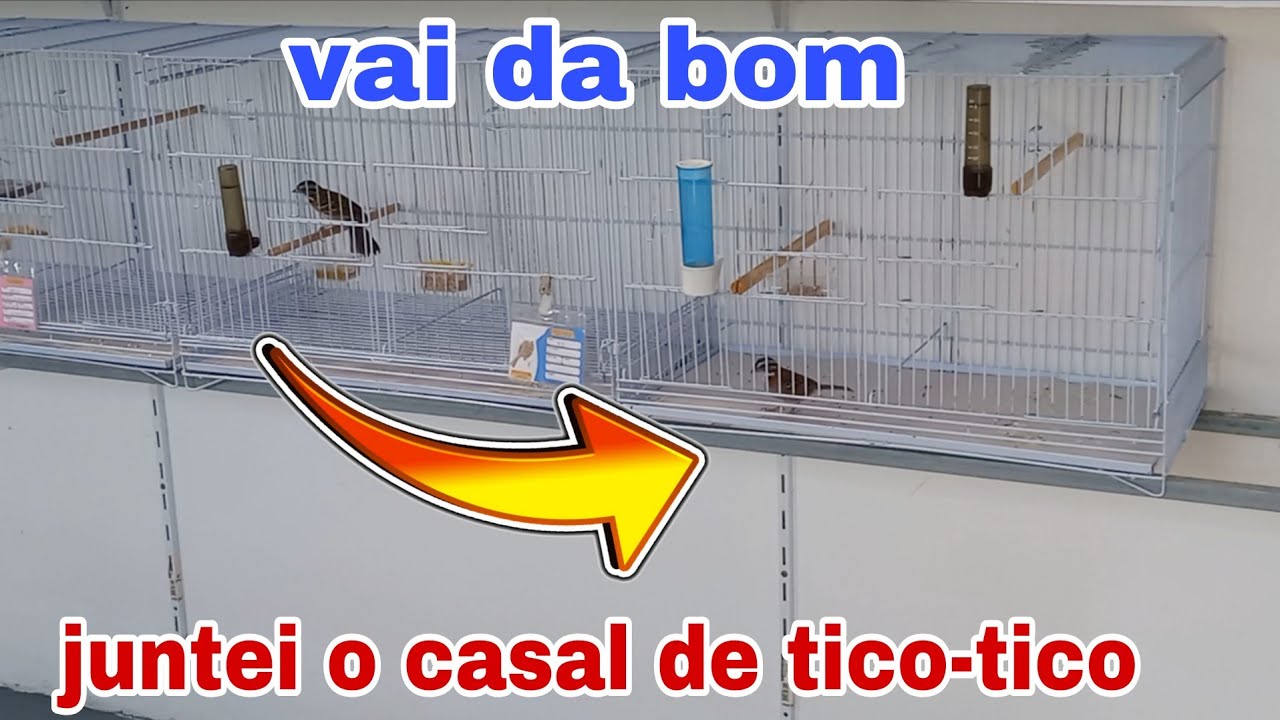 Juntei os tico-ticos e deu muito bom 