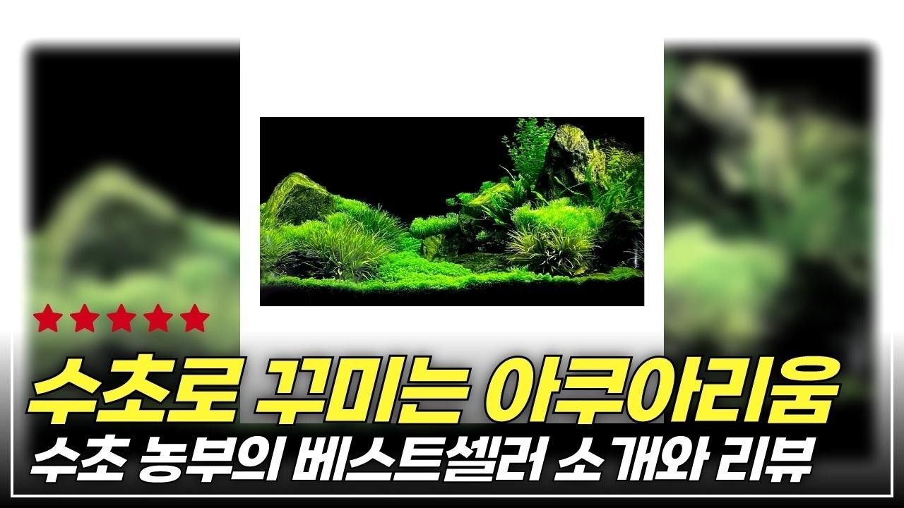 수조가 살아났다! 하이그로필라 스트릭타의 매력과 사용 후기