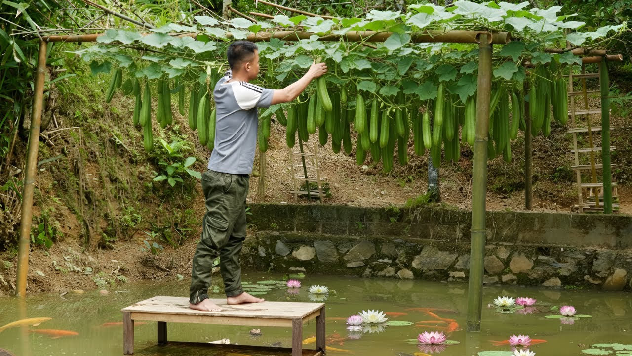 CEO Leaves the City: Building a Giant Luffa Trellis Filled with Fruit – Everyone is Amazed!