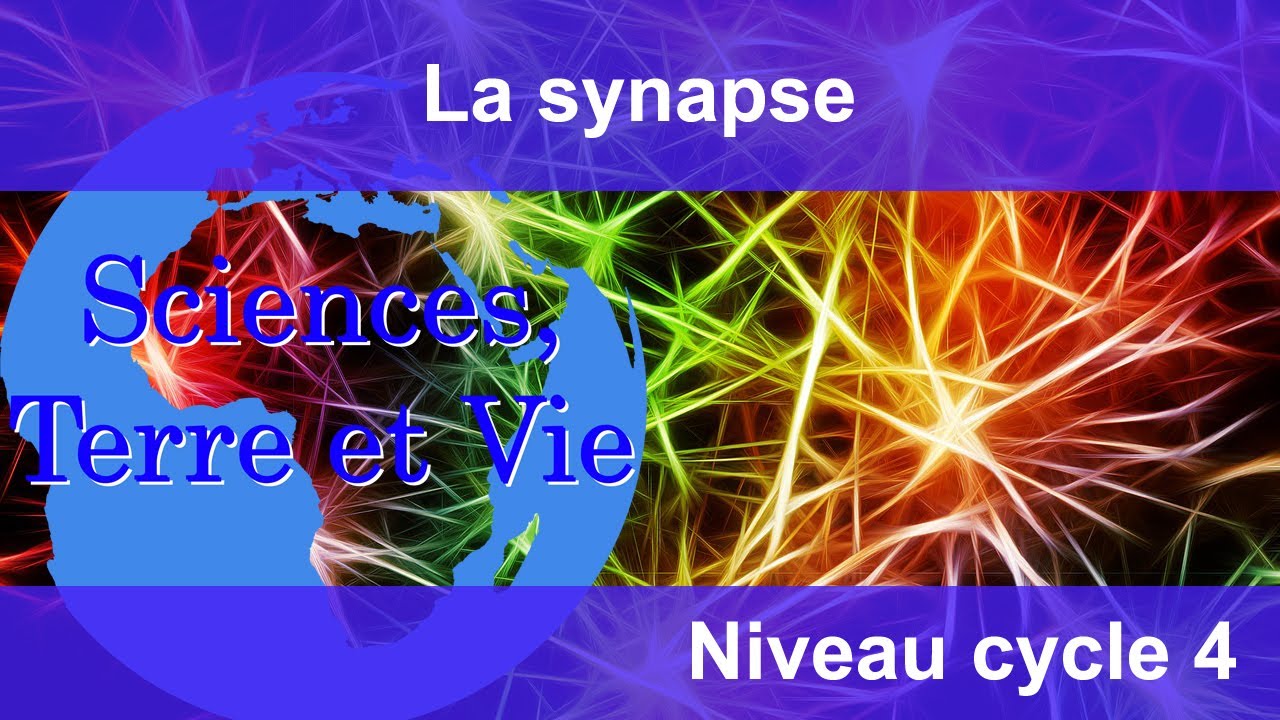 La synapse