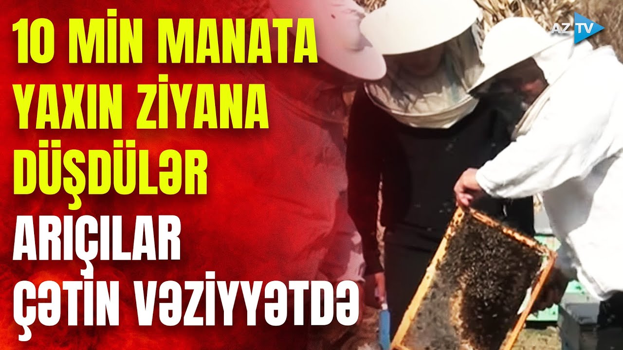 Arıçılar çətin vəziyyətə düşdü: minlərlə arı ailəsi təhlükədə - DƏHŞƏTLİ səbəb bəlli oldu
