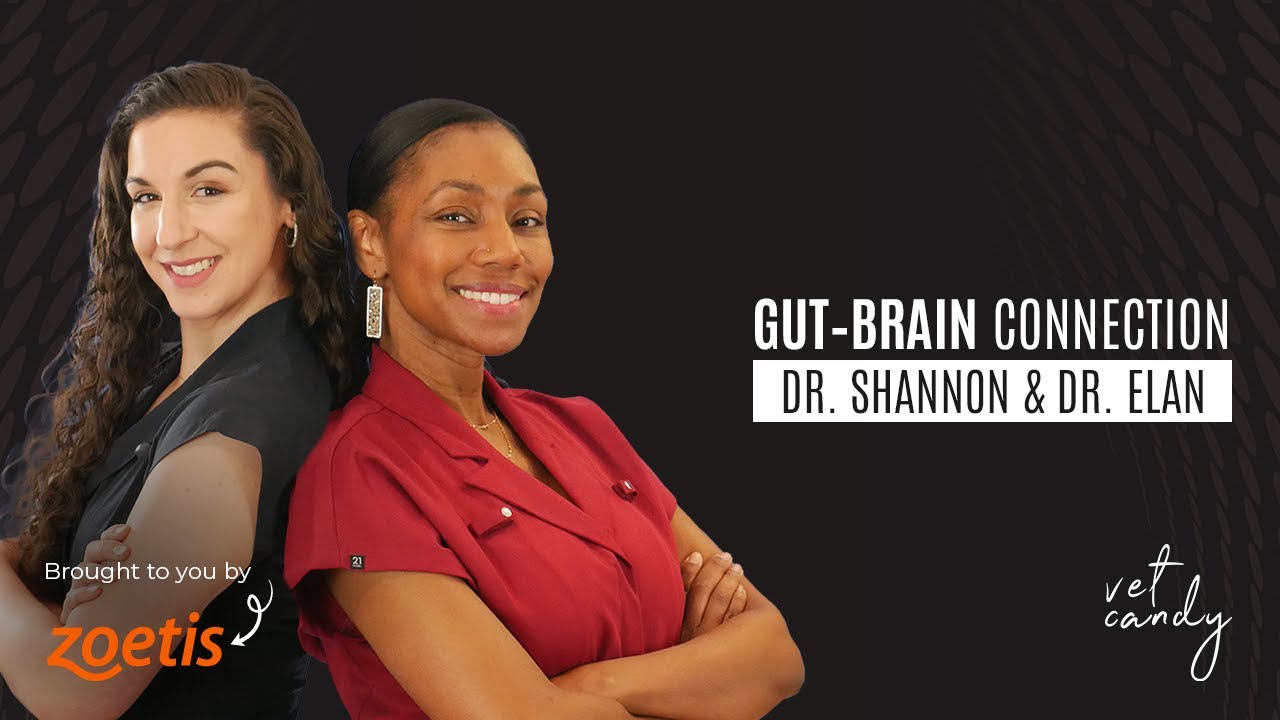 The Surprising Gut-Brain Link Every Vet Should Know