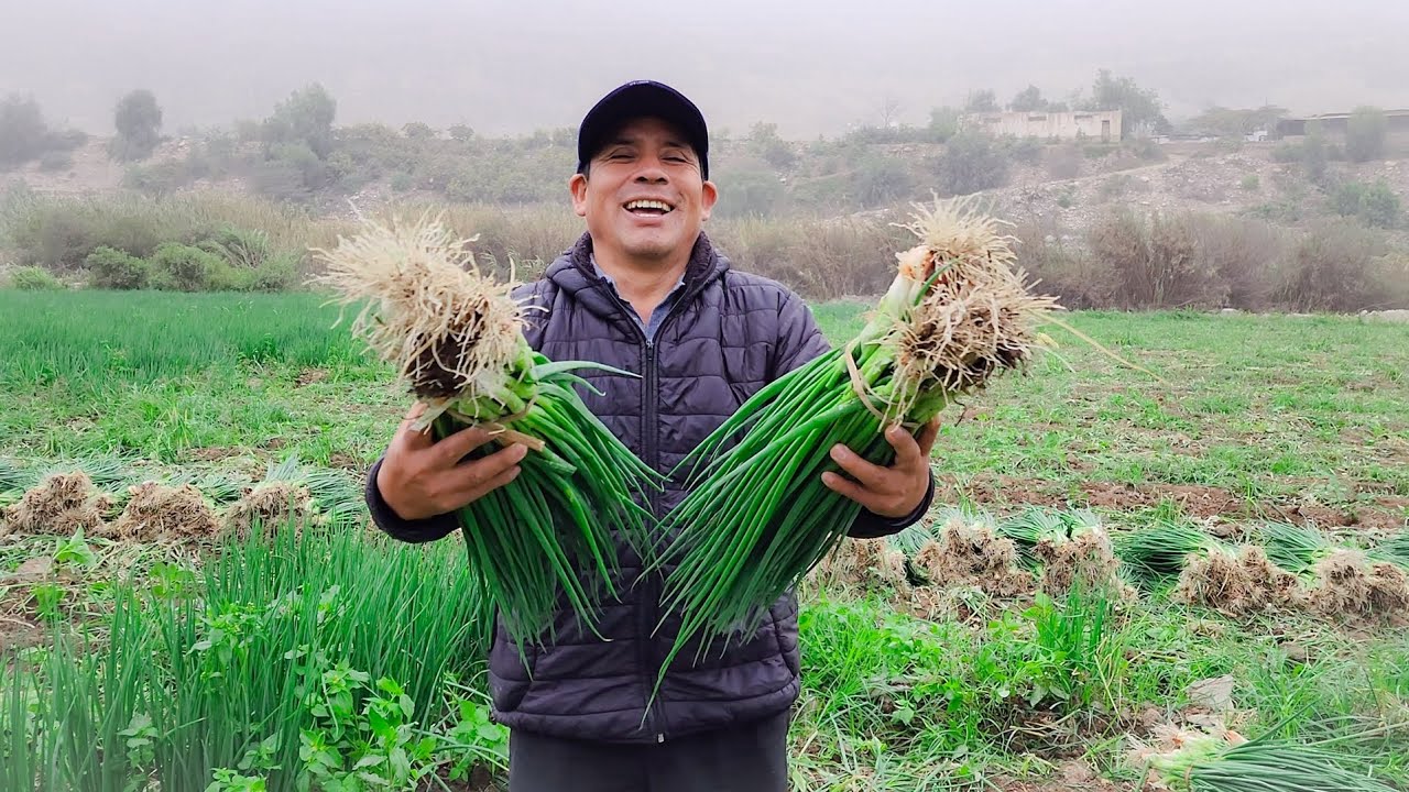 MUJERES GUERRERAS DEL PERÚ EN LA COSECHAS Y CARGA DE CEBOLLA CHINA 👩‍🌾🇵🇪💪🔝✅️