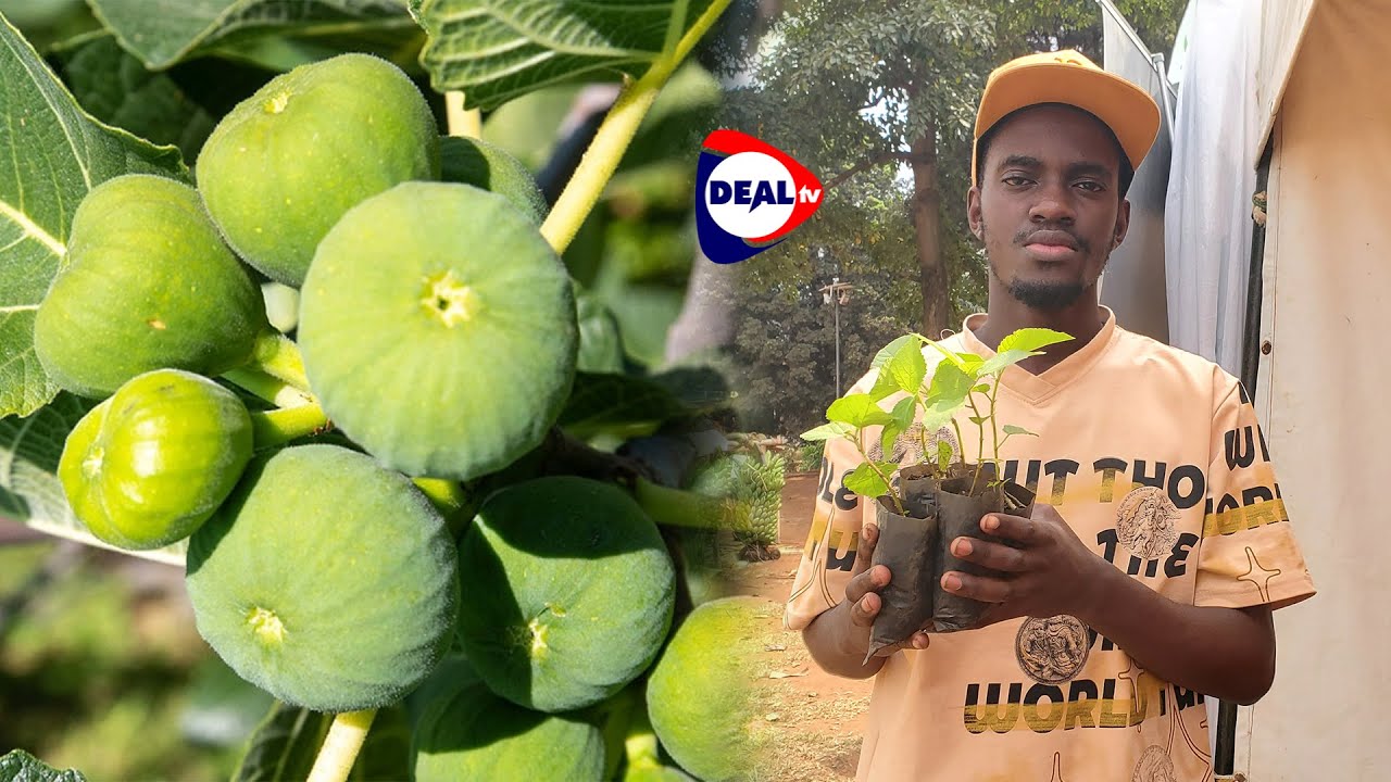 Powerful Uses & Benefits of the Fig Tree (Mukunyu/Eri) to People in Uganda