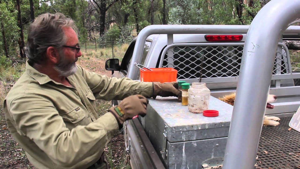Wild dog management - lures