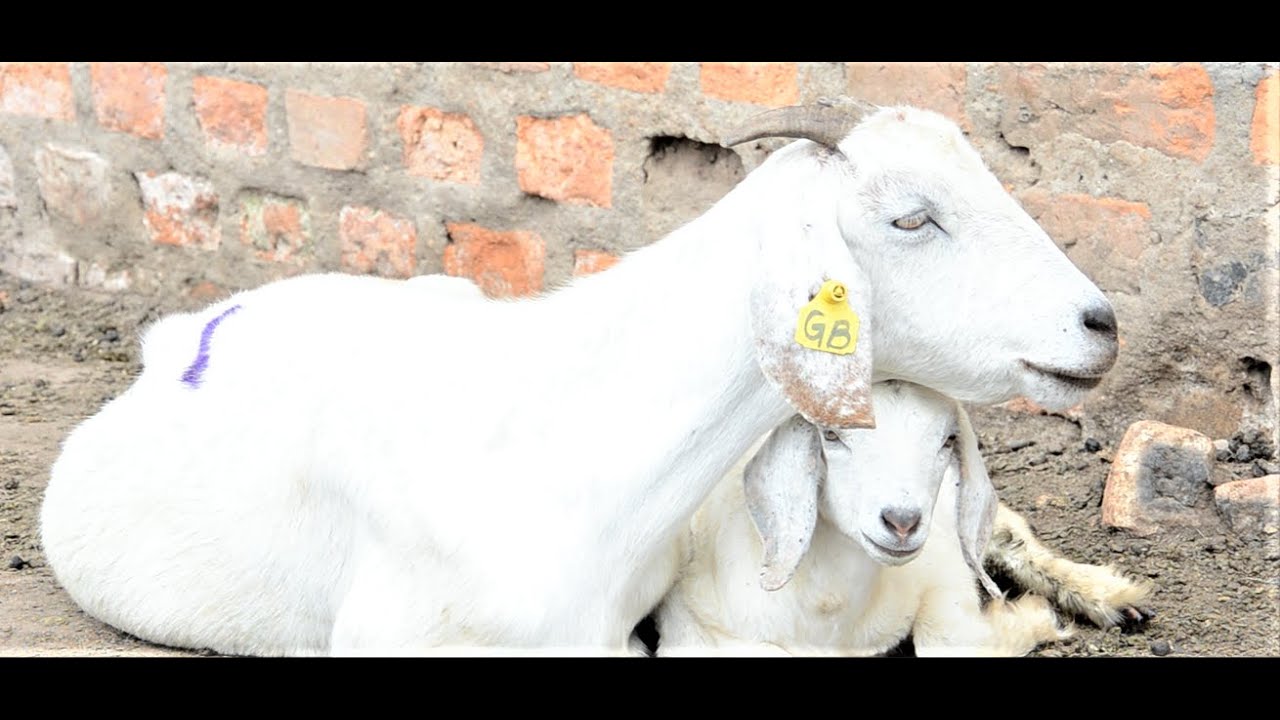 How I Have Picked Up From a Drug overdose at The Farm. #BwogiFarm